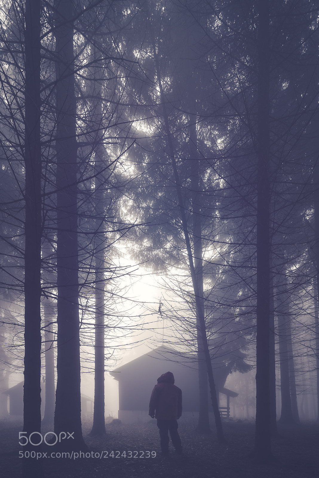 Nikon D810 sample photo. Scary forest photography