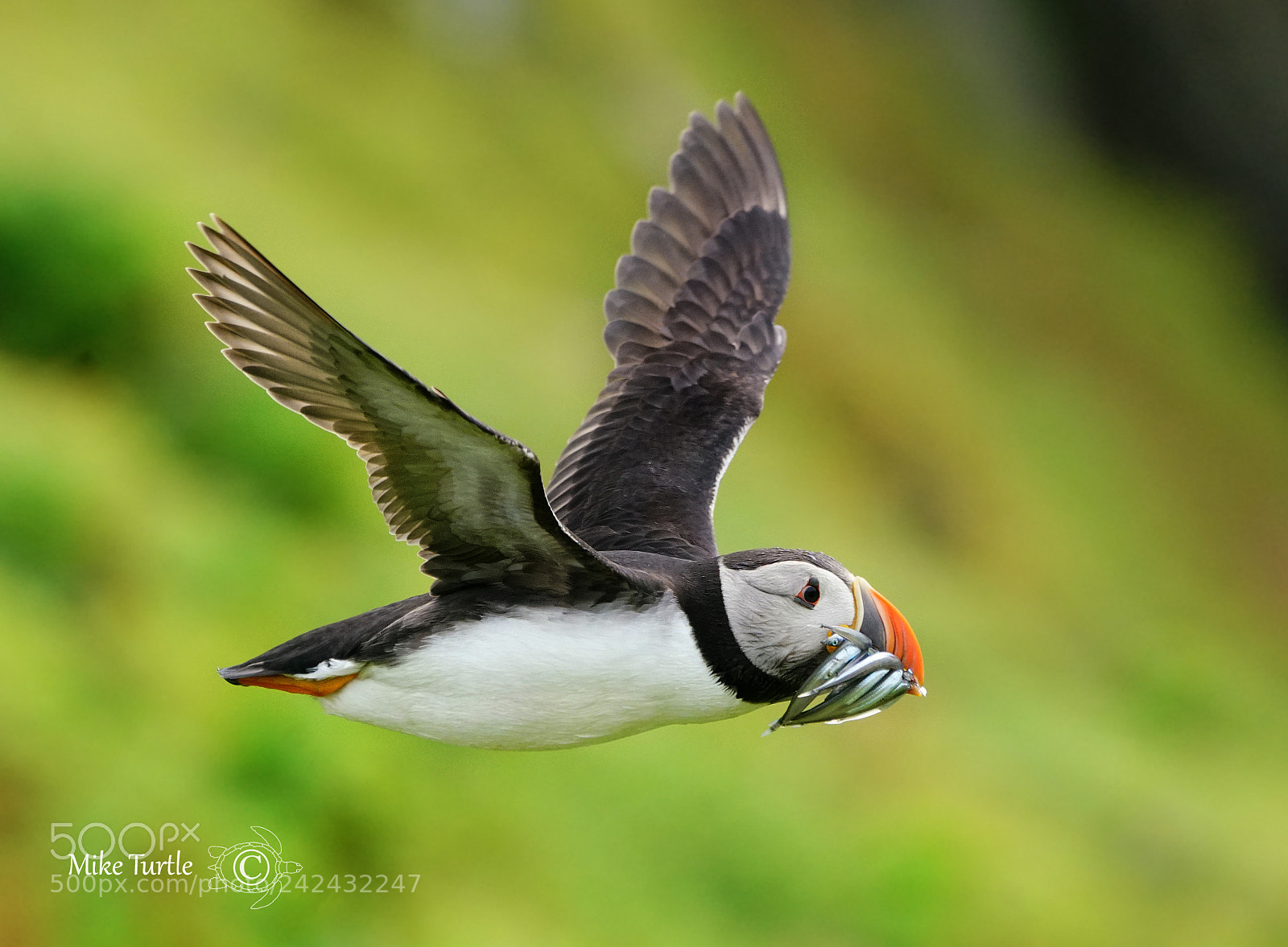 Sony a99 II sample photo. Skokholm island puffin photography