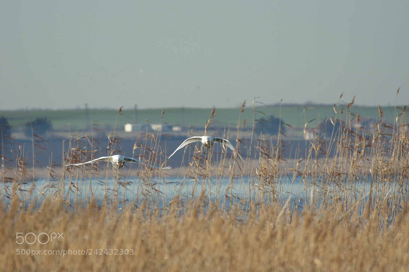Pentax K-3 sample photo. Swans photography
