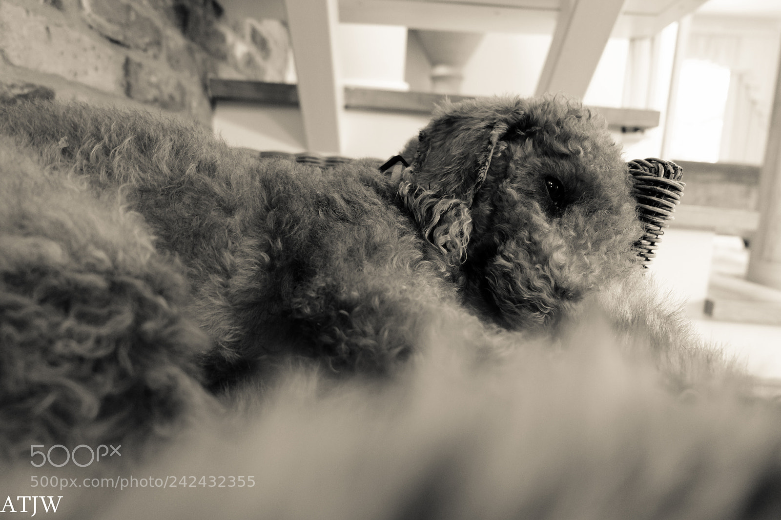 Fujifilm X-T20 sample photo. Tilly the bedlington photography