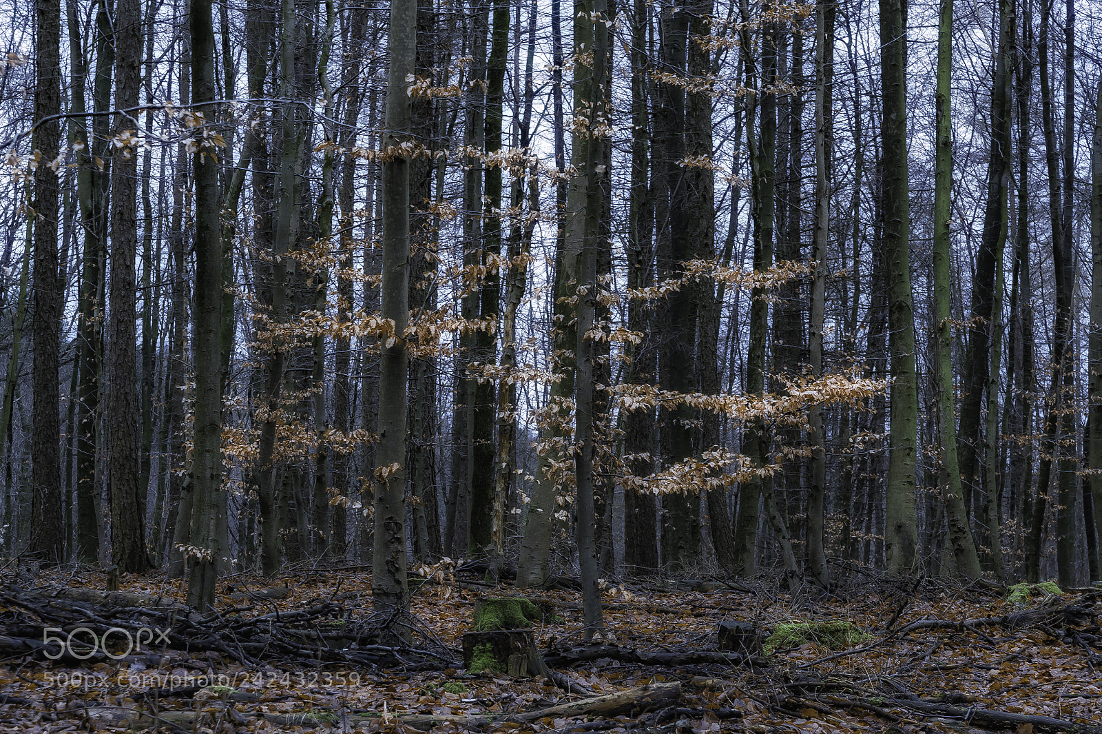 Nikon D700 sample photo. "january gold" photography