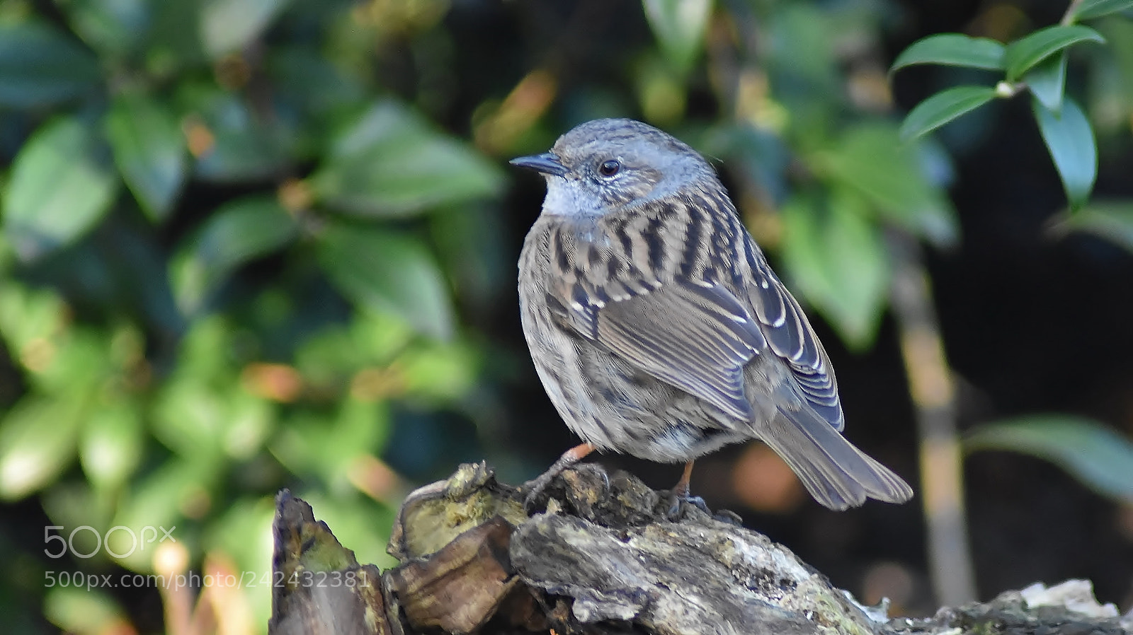 Nikon D3400 sample photo. Dunnock at morning... photography