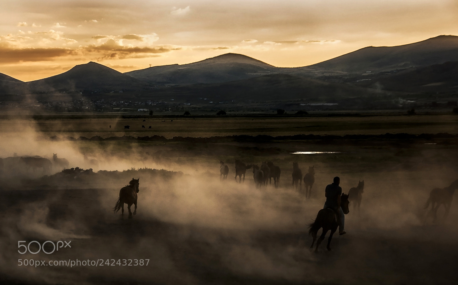 Nikon D90 sample photo. The cowboy and horses photography