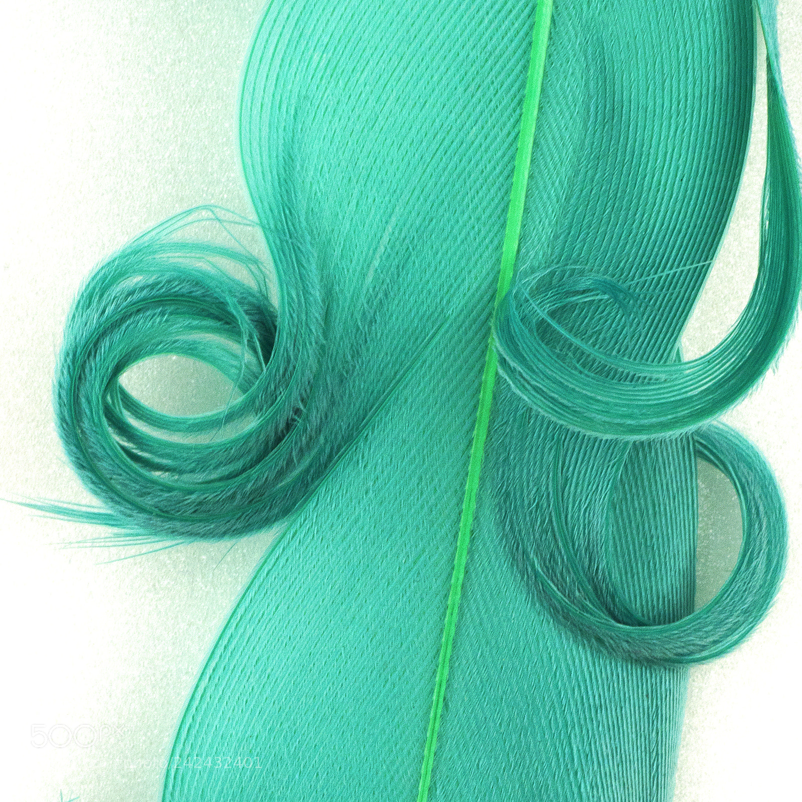 Nikon D810 sample photo. Curl photography