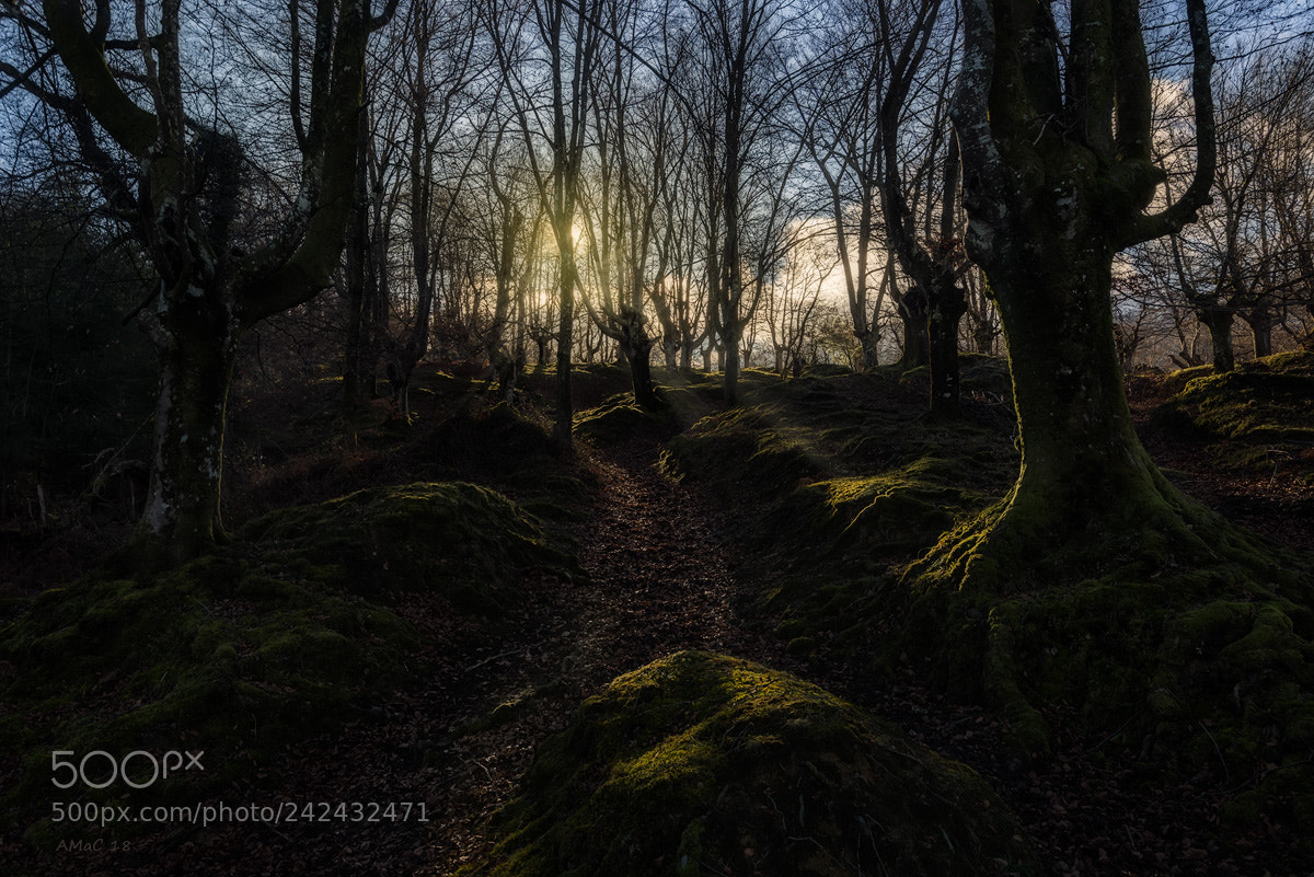 Nikon D600 sample photo. In the forest photography