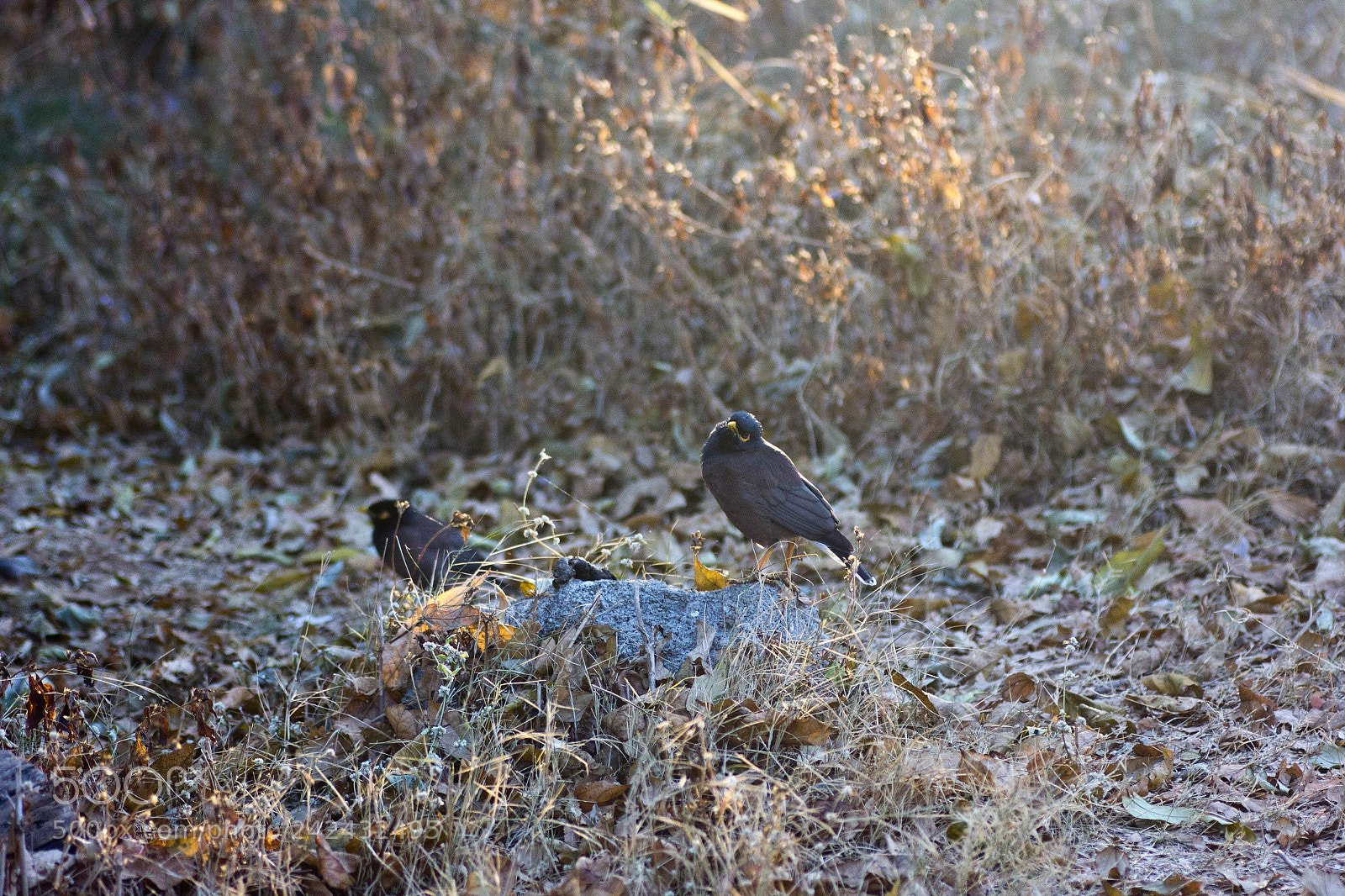 Canon EOS 550D (EOS Rebel T2i / EOS Kiss X4) sample photo. Myna photography