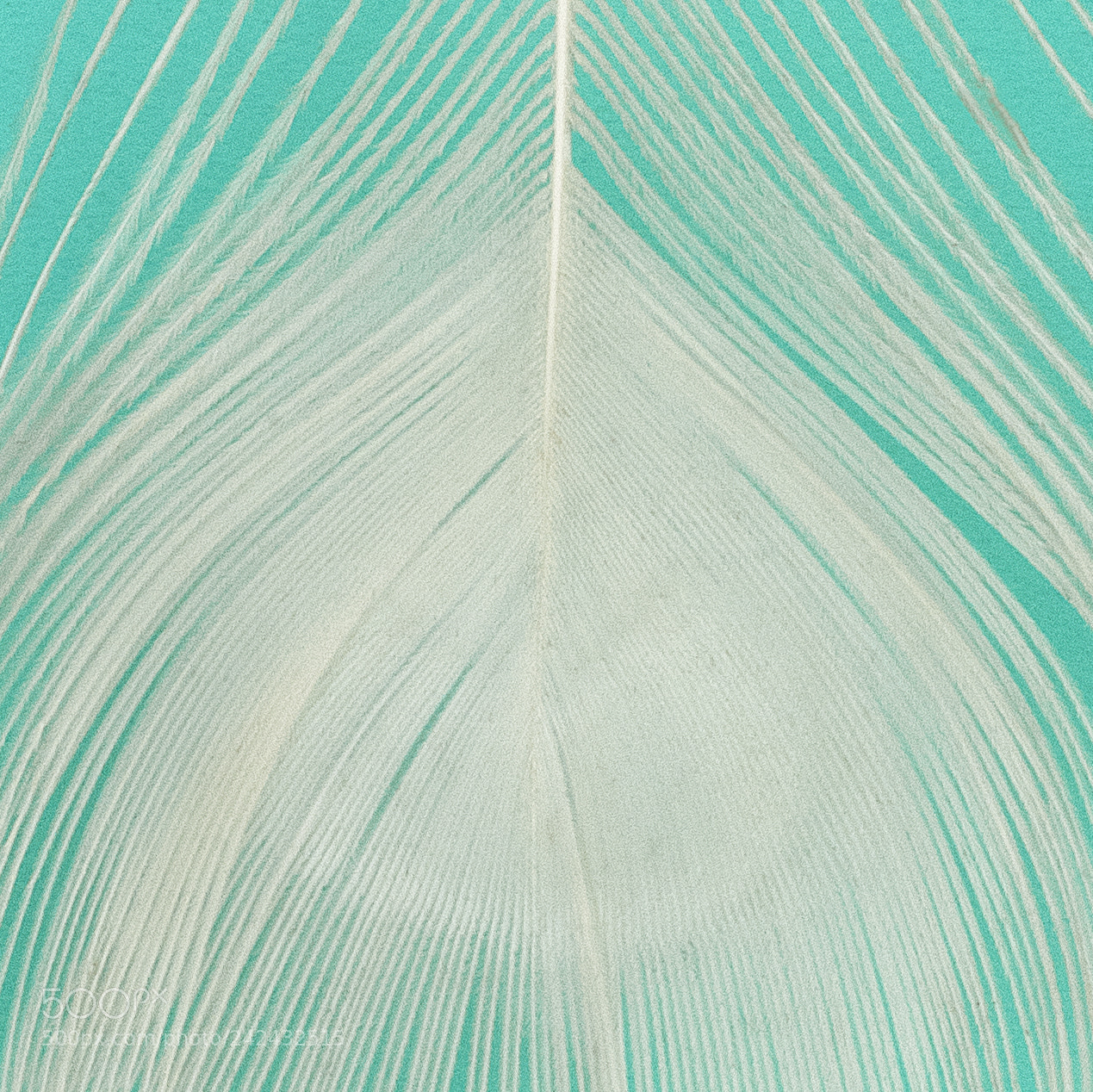 Nikon D810 sample photo. Peacock photography