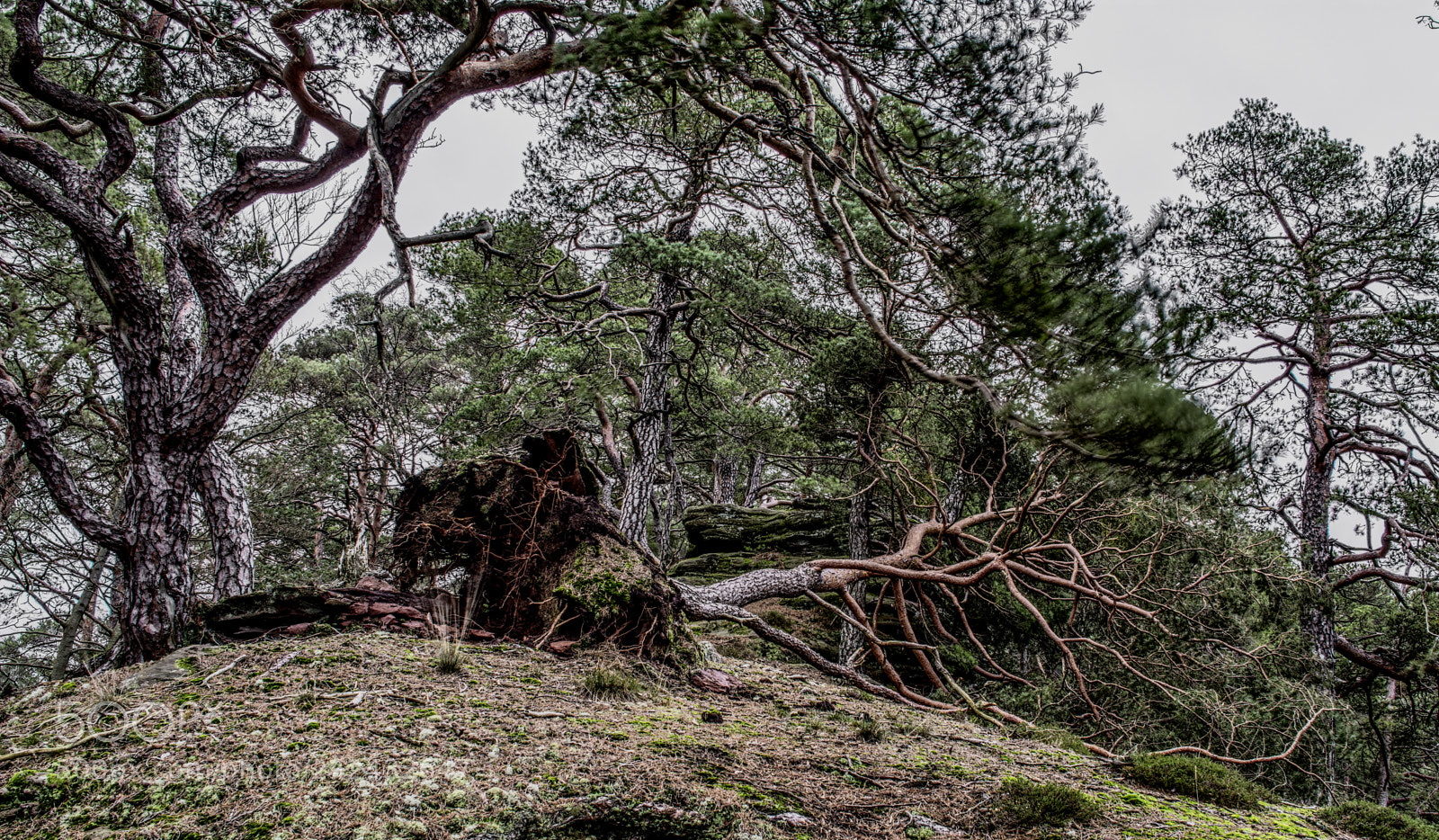 Nikon D7100 sample photo. Palatinate67 photography