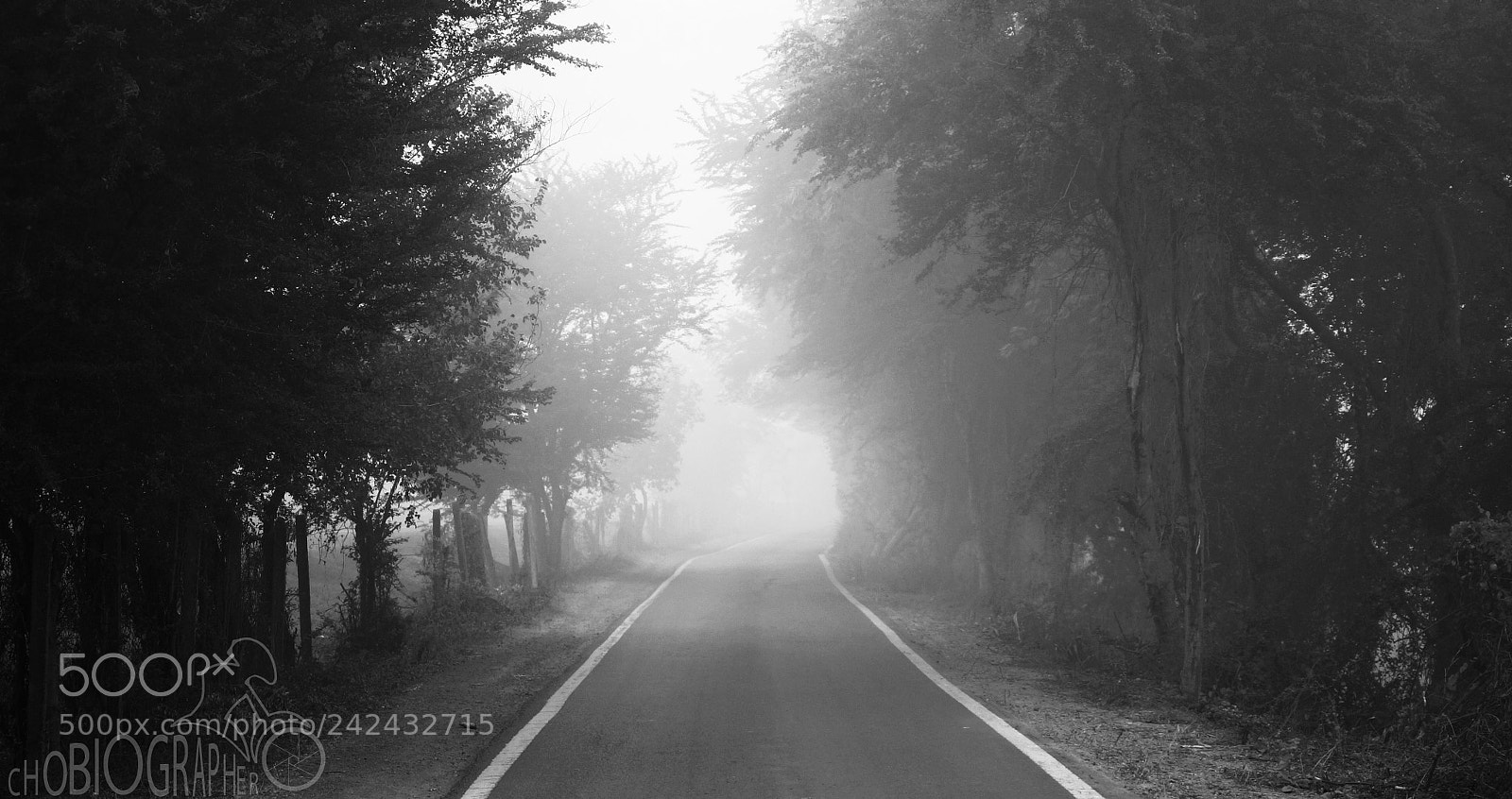 Sony Alpha a3500 sample photo. Misty pathways. photography