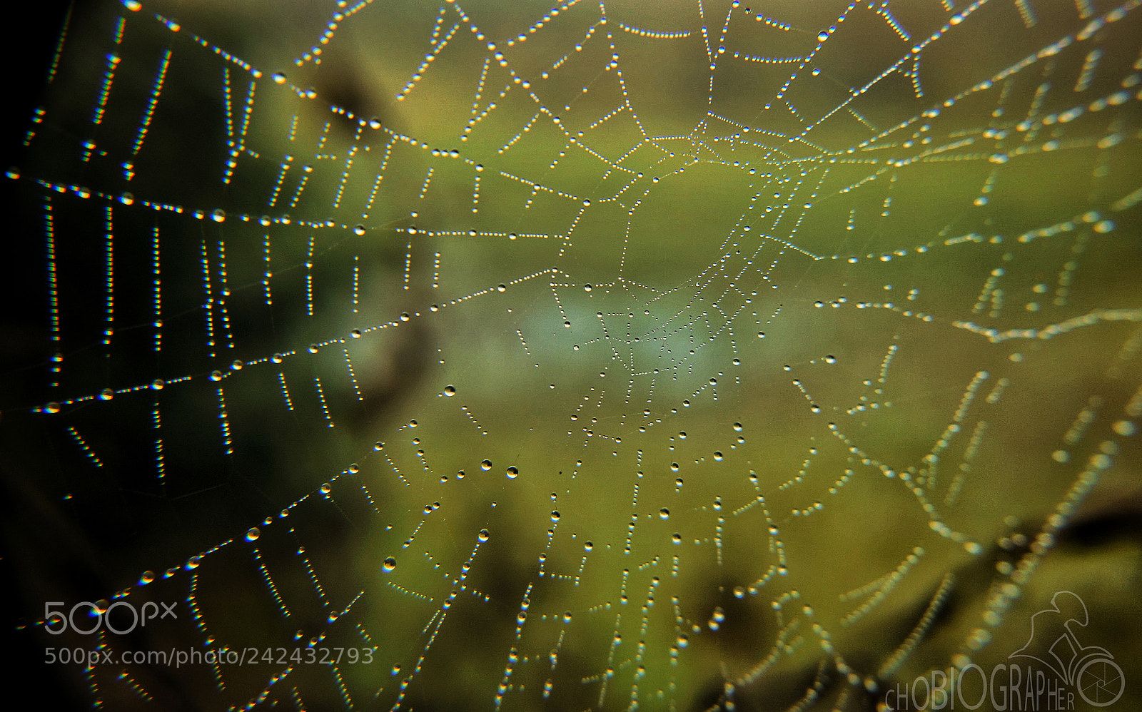 Sony Alpha a3500 sample photo. Dew. photography