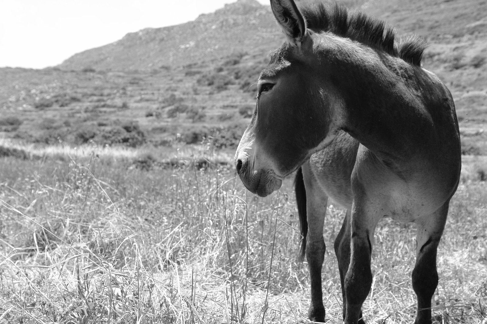 Sony DSC-R1 sample photo. Olympos, karpathos photography