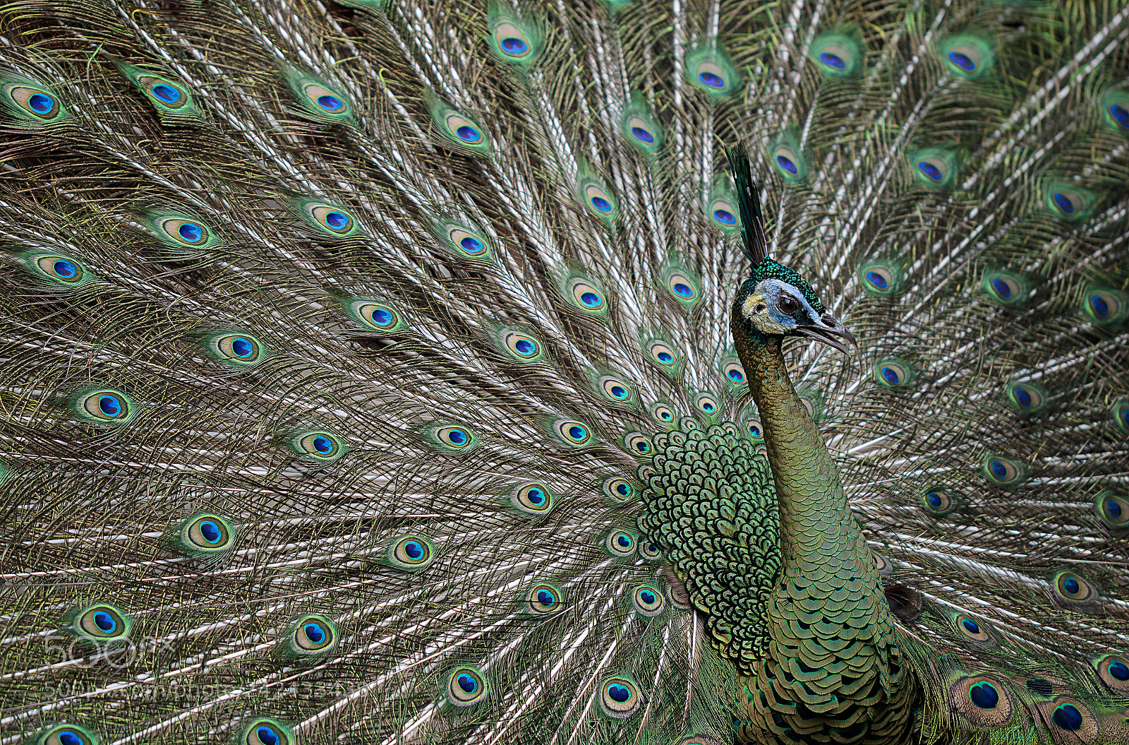 Canon EOS M3 sample photo. Peacock bird photography