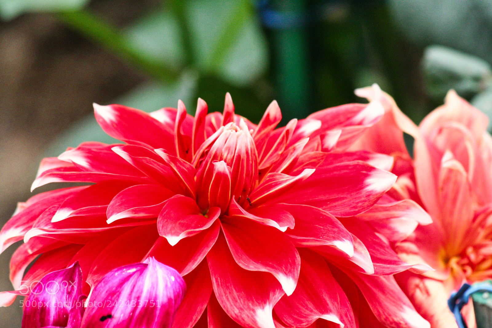 Canon EOS 350D (EOS Digital Rebel XT / EOS Kiss Digital N) sample photo. Blooming flower photography