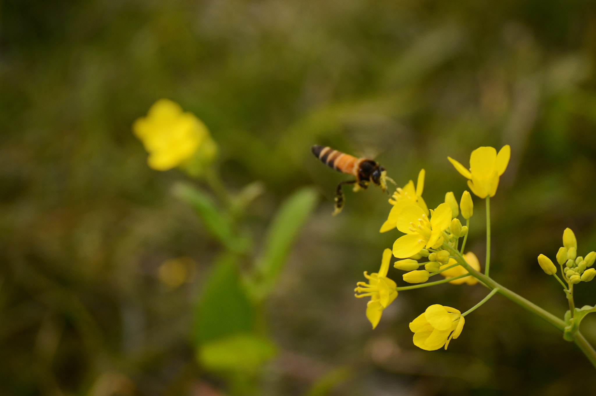 Nikon D3200 sample photo