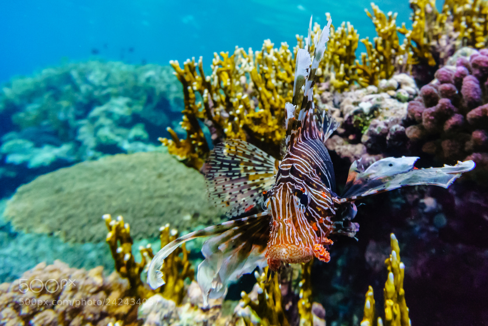 Sony a6000 sample photo. Lion fish photography