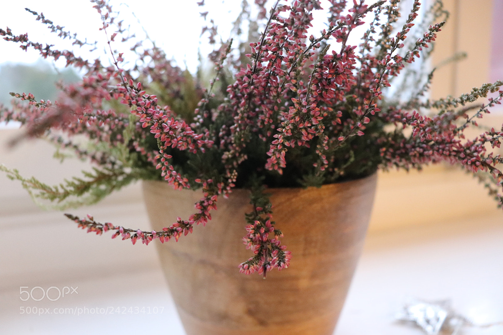 Canon EOS 800D (EOS Rebel T7i / EOS Kiss X9i) sample photo. Img photography