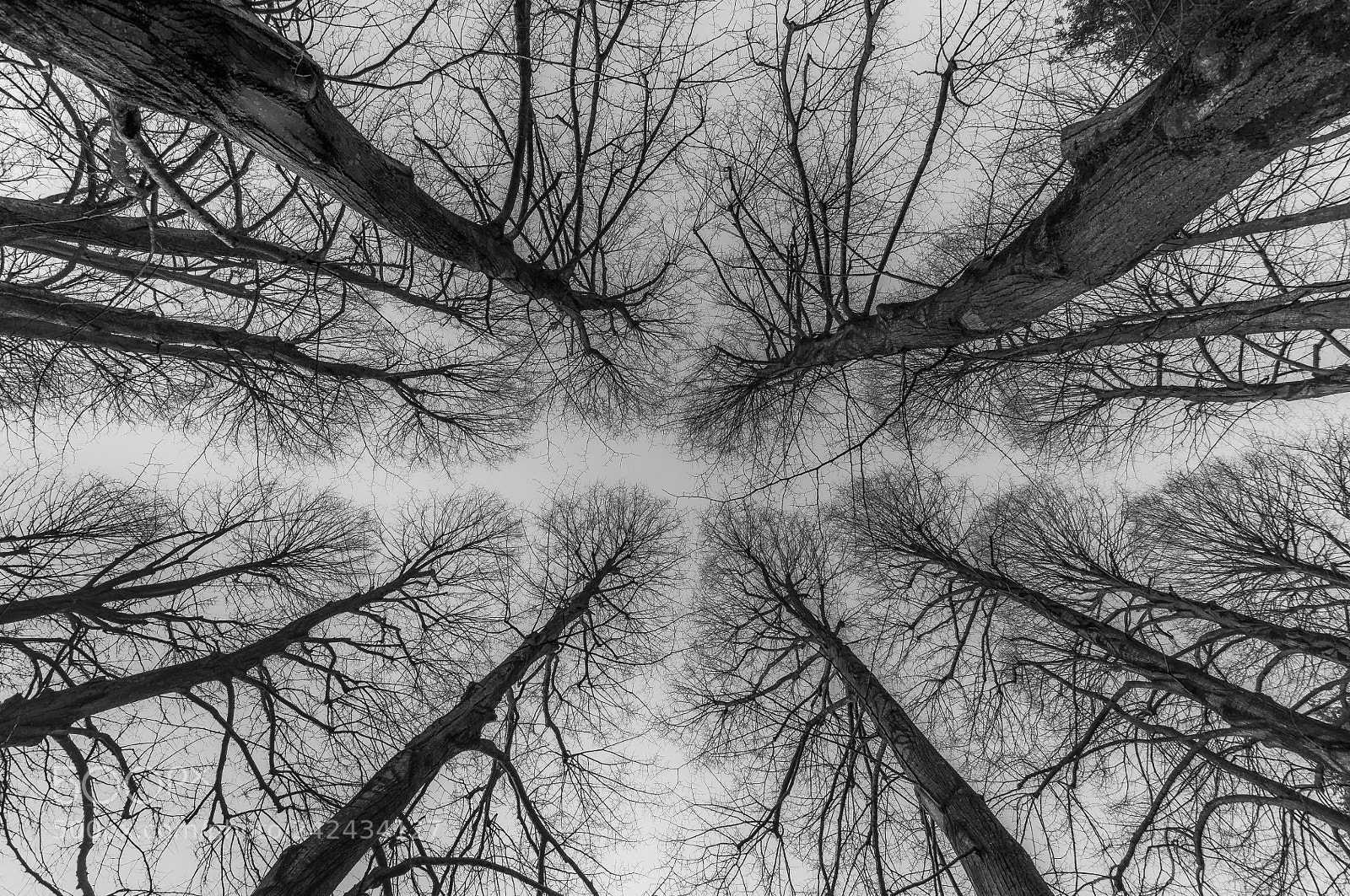 Nikon D5000 sample photo. The crown shyness photography