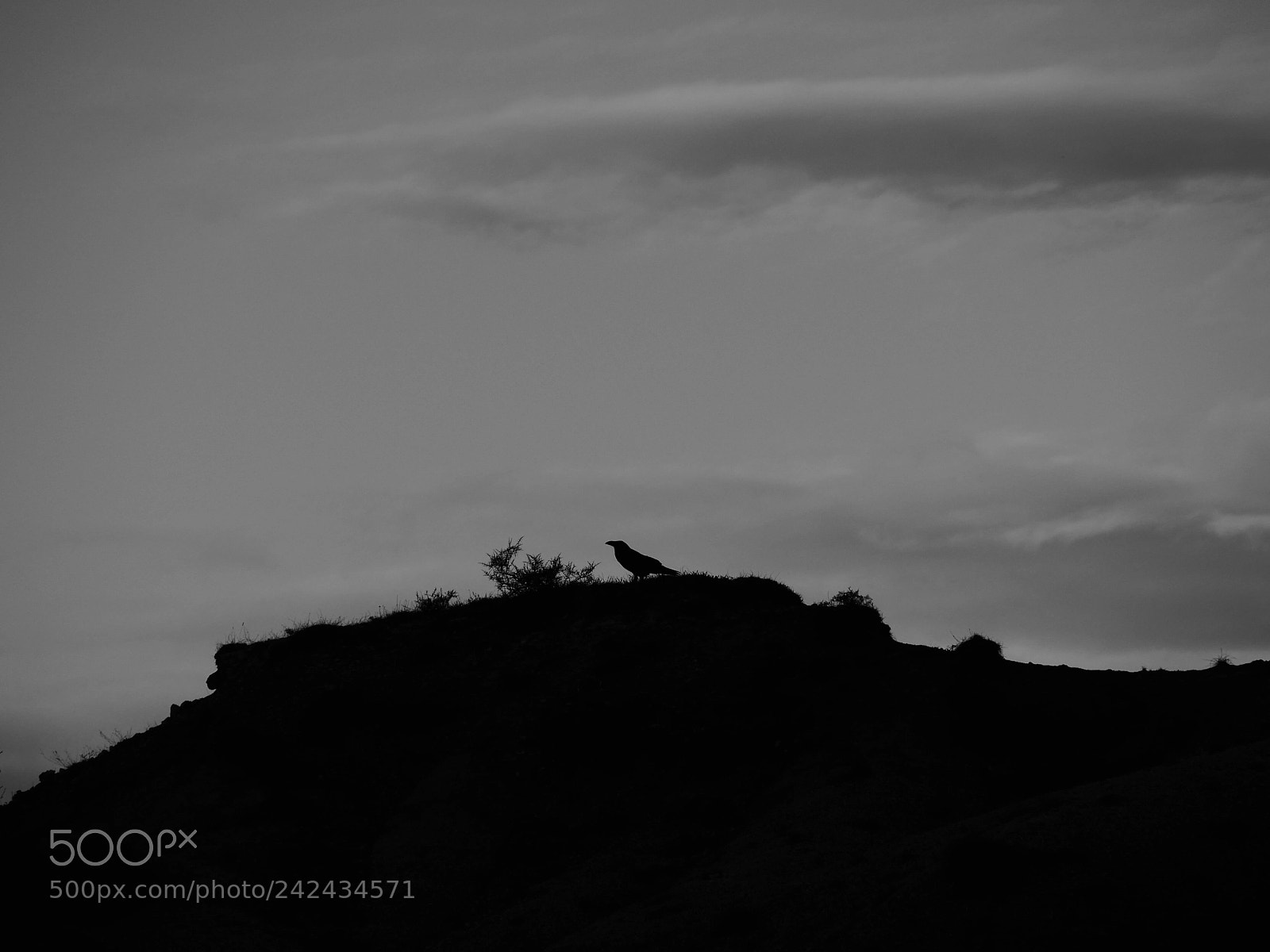 Panasonic Lumix DMC-GX85 (Lumix DMC-GX80 / Lumix DMC-GX7 Mark II) sample photo. The raven photography