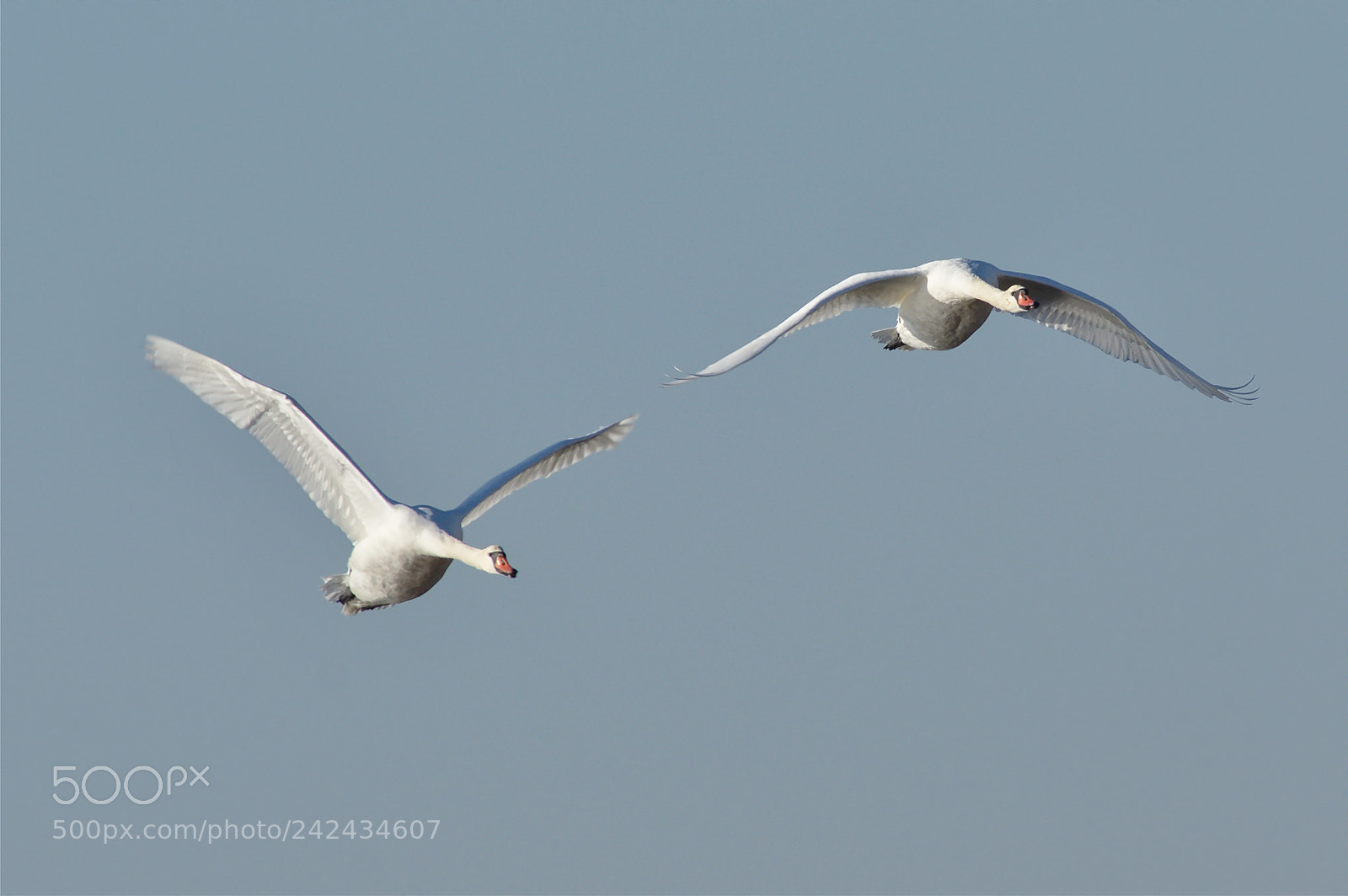 Pentax K-3 sample photo. Swans photography
