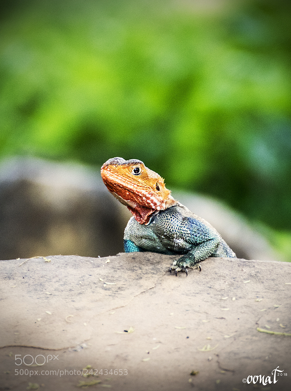 Canon EOS 750D (EOS Rebel T6i / EOS Kiss X8i) sample photo. African redhead agama photography