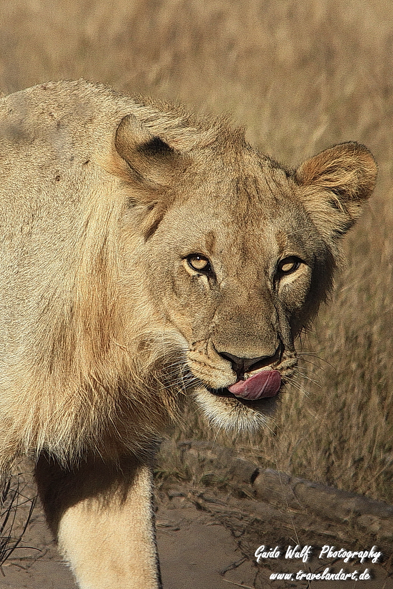 Sigma 150-500mm F5-6.3 DG OS HSM sample photo. South afrika cats photography