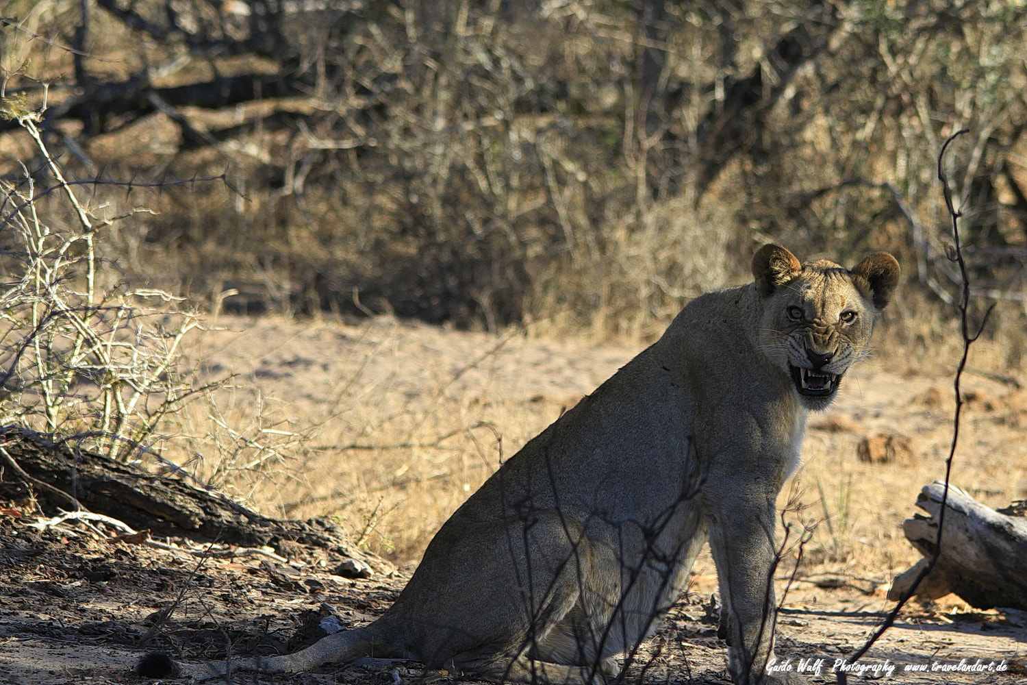 Canon EOS 7D + Sigma 150-500mm F5-6.3 DG OS HSM sample photo. South afrika cats photography