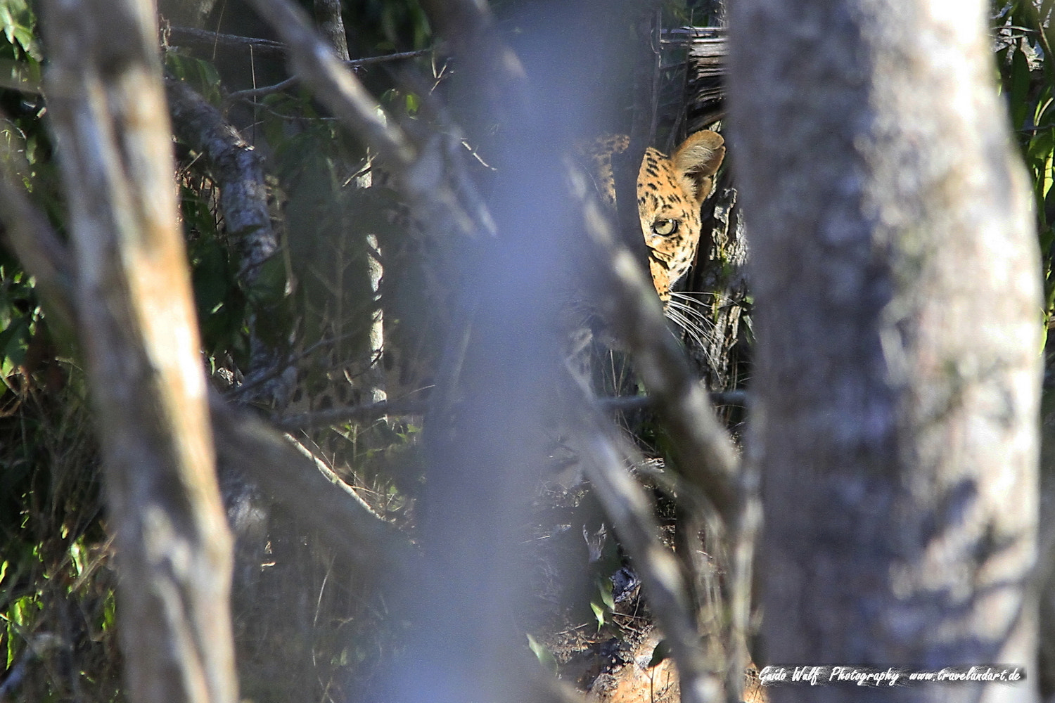 Sigma 150-500mm F5-6.3 DG OS HSM sample photo. South afrika cats photography