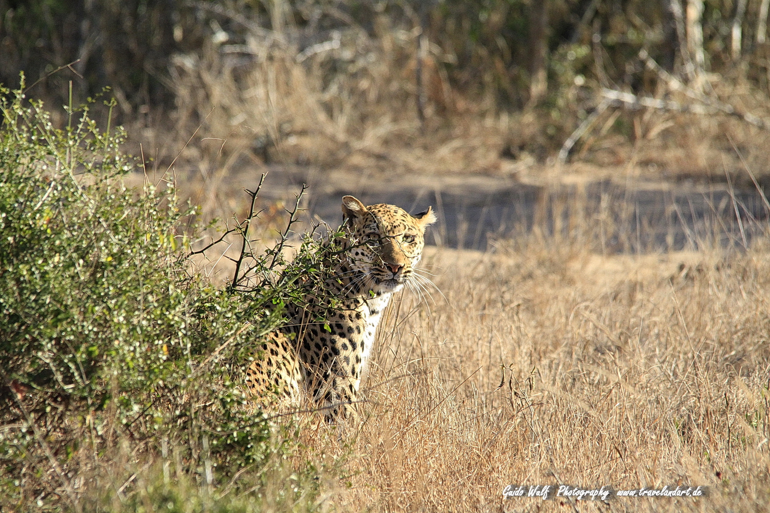 Canon EOS 7D + Sigma 150-500mm F5-6.3 DG OS HSM sample photo. South afrika cats photography
