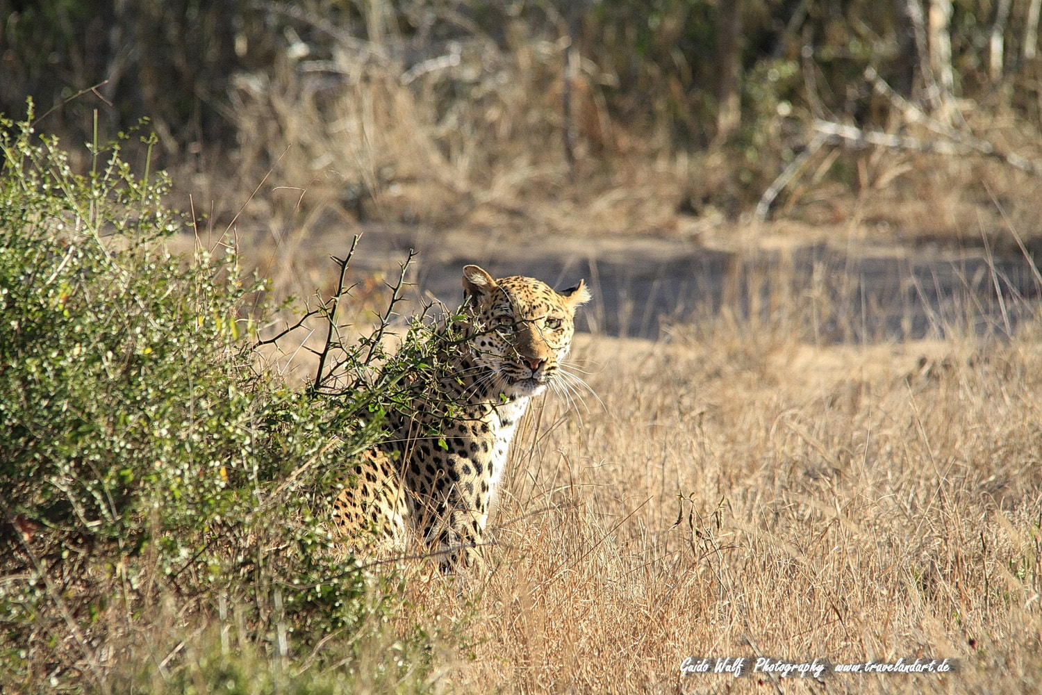 Sigma 150-500mm F5-6.3 DG OS HSM sample photo. South afrika cats photography