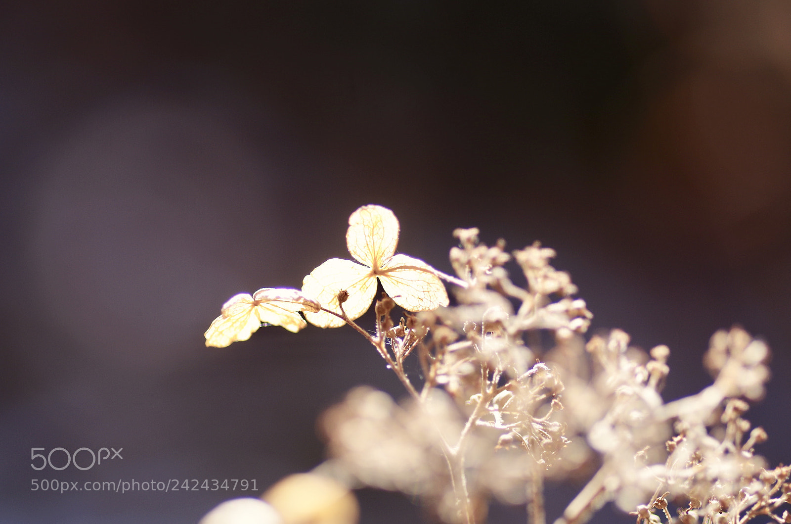 Pentax K-50 sample photo. 日のあたる場所 photography