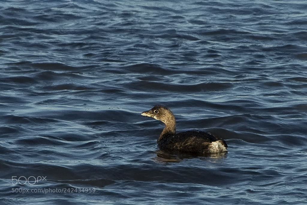 Canon EOS 7D Mark II sample photo. Pied-billed grebe, connecticut, 2018 photography