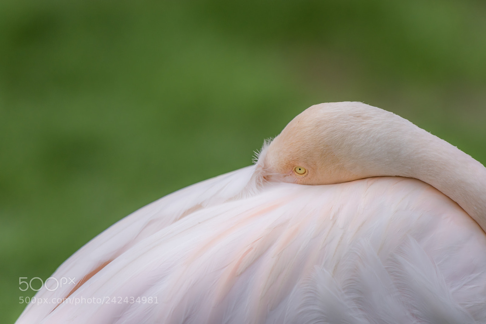Nikon D810 sample photo. Flamingo photography