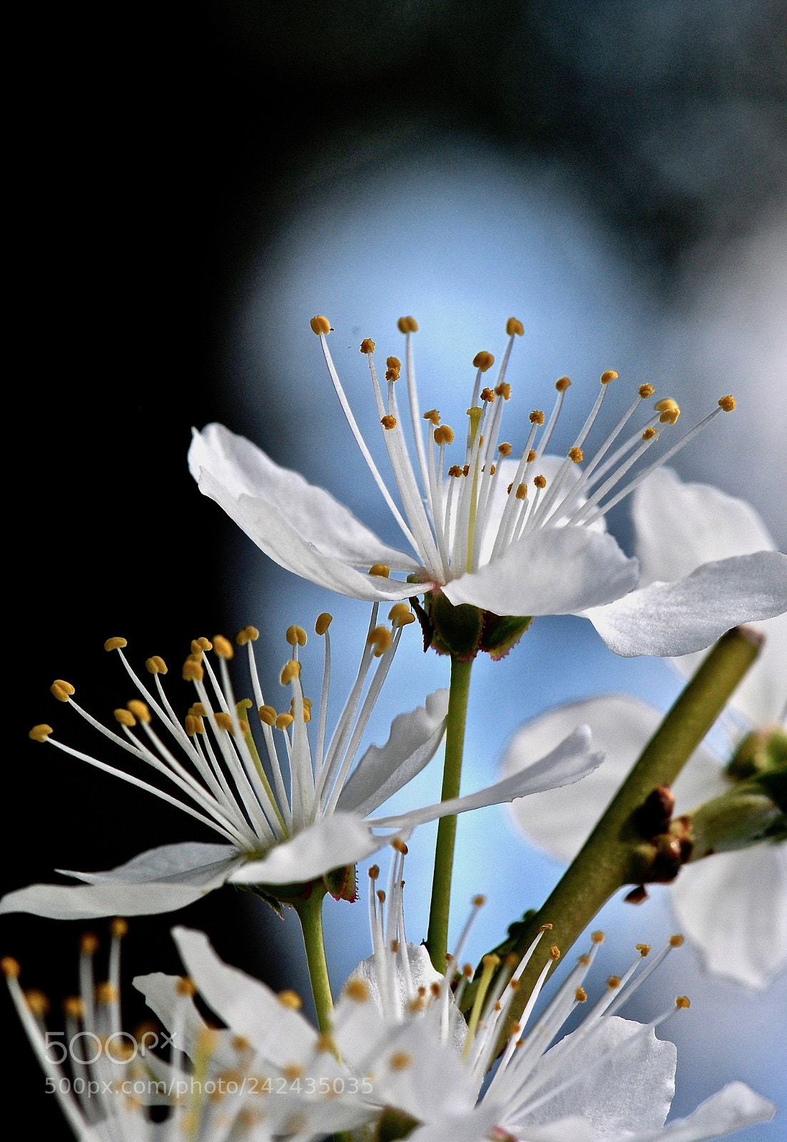 Nikon D300S sample photo. Delicate petals photography
