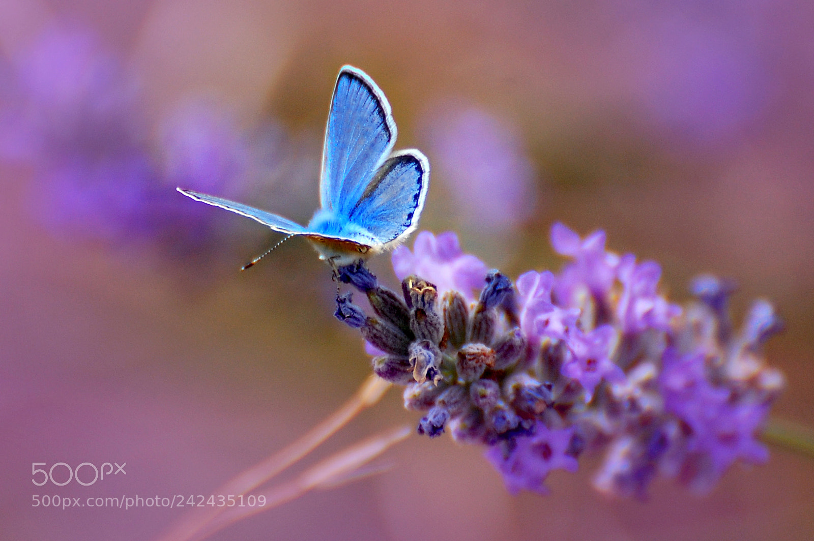 Nikon D40 sample photo. Aroma a lavanda photography