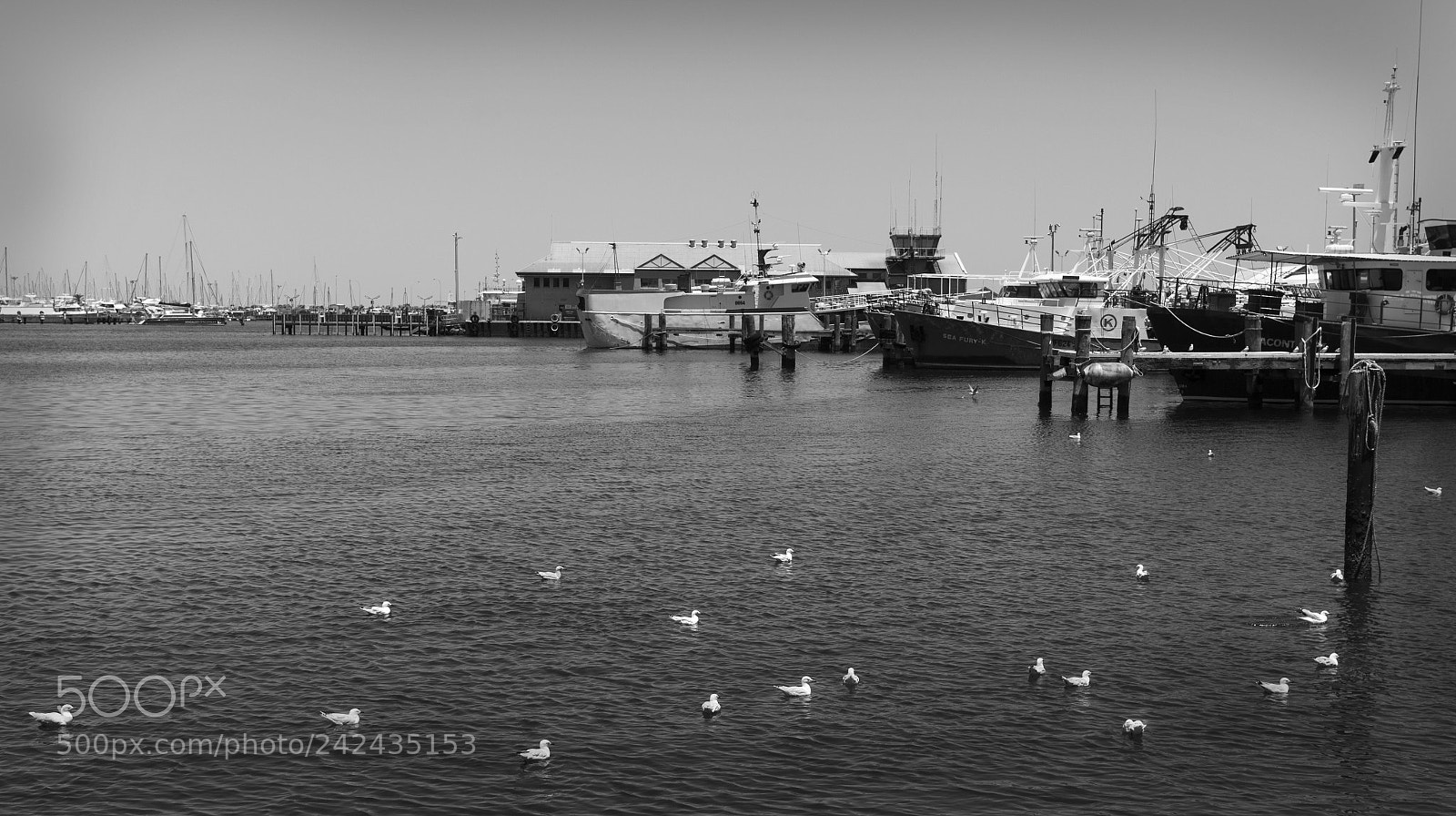Canon EOS 60D sample photo. White on black photography