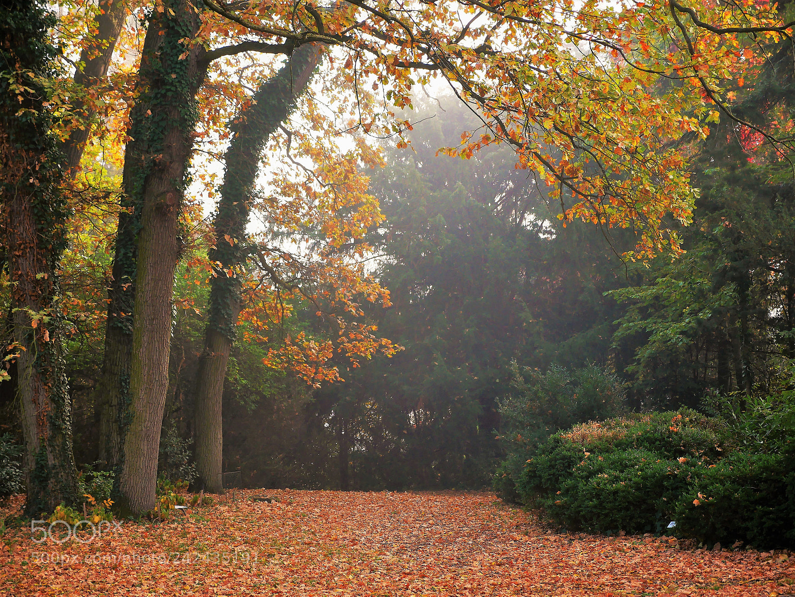 Panasonic Lumix DMC-GX85 (Lumix DMC-GX80 / Lumix DMC-GX7 Mark II) sample photo. Foggy morning photography