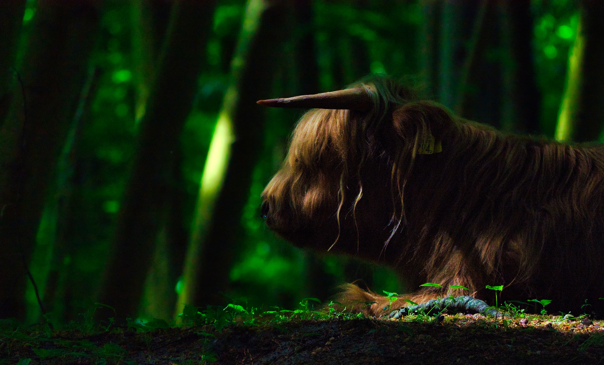 Sigma 150-600mm F5-6.3 DG OS HSM | C sample photo. Highlander down low photography