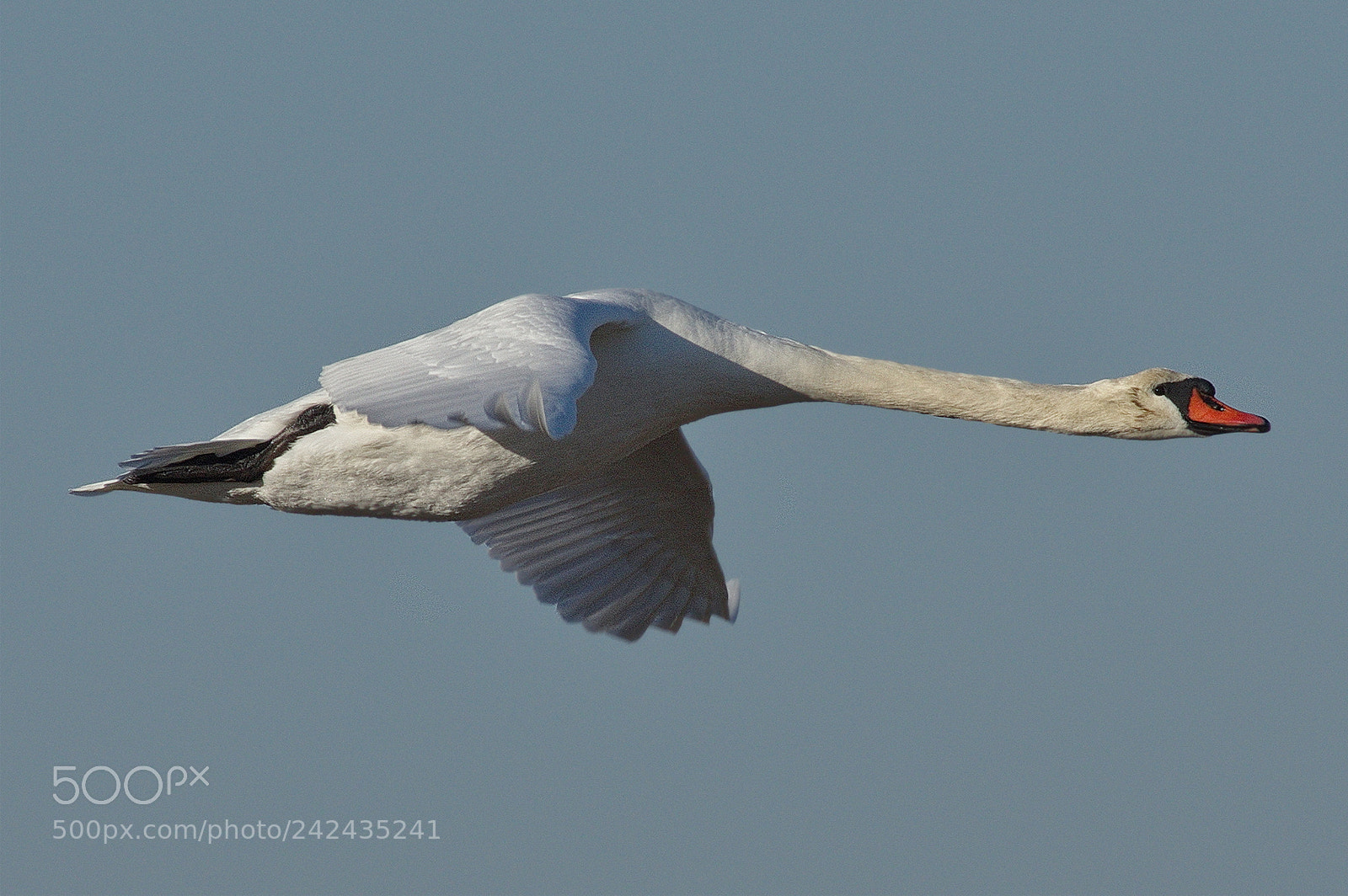 Pentax K-3 sample photo. Swan photography