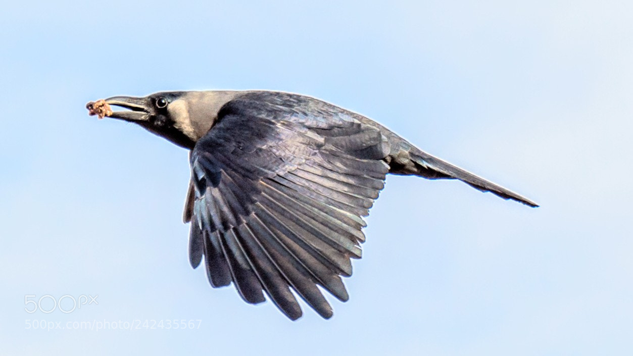 Nikon D810 sample photo. Crow in action photography