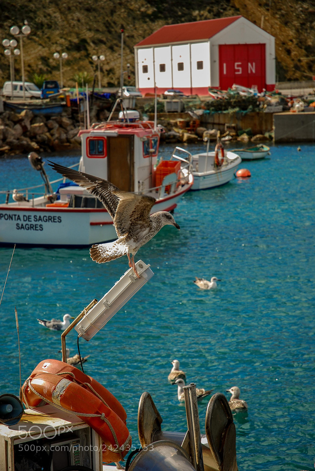 Nikon D80 sample photo. Gaivota equilibrista photography