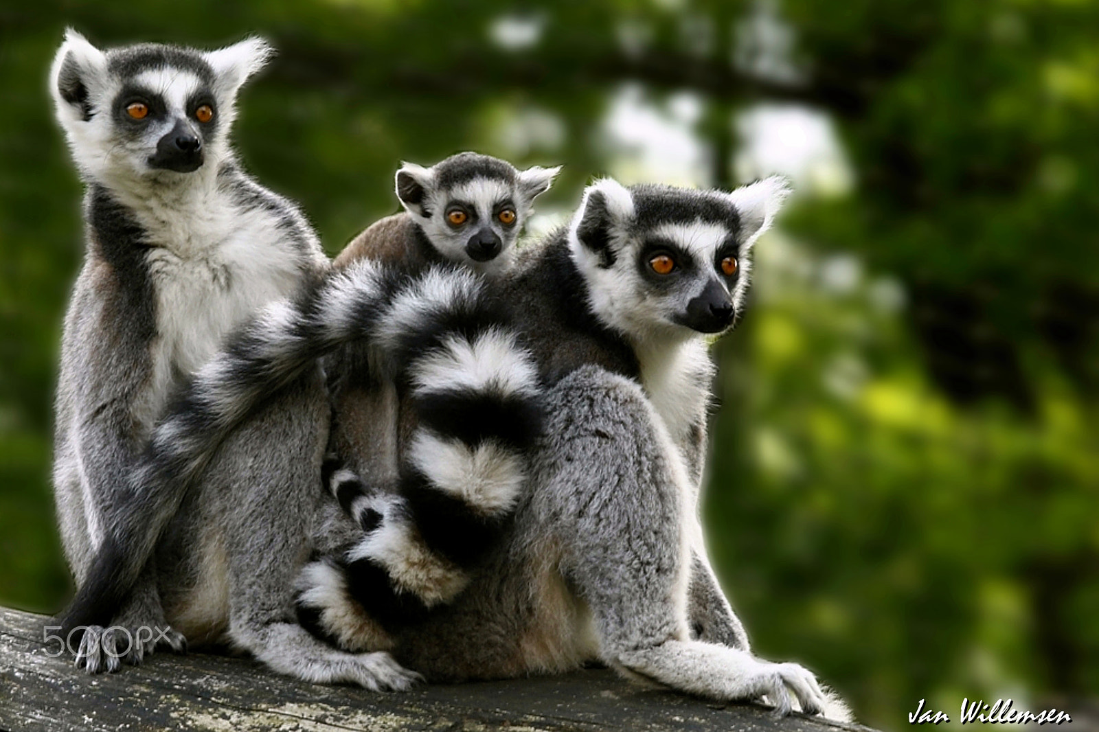 Canon EF 100-400mm F4.5-5.6L IS USM sample photo. Ring-tailed lemur photography
