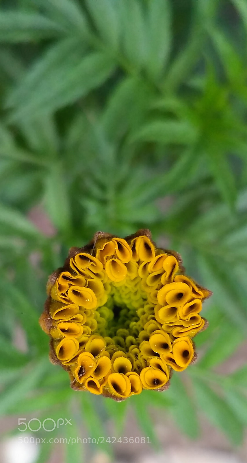 Xiaomi Redmi 3S sample photo. Untitled photography
