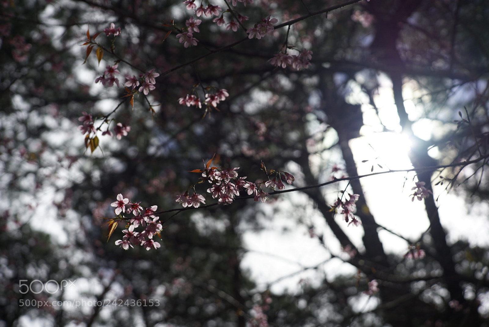 Sony a7 II sample photo. Hoa Đào photography
