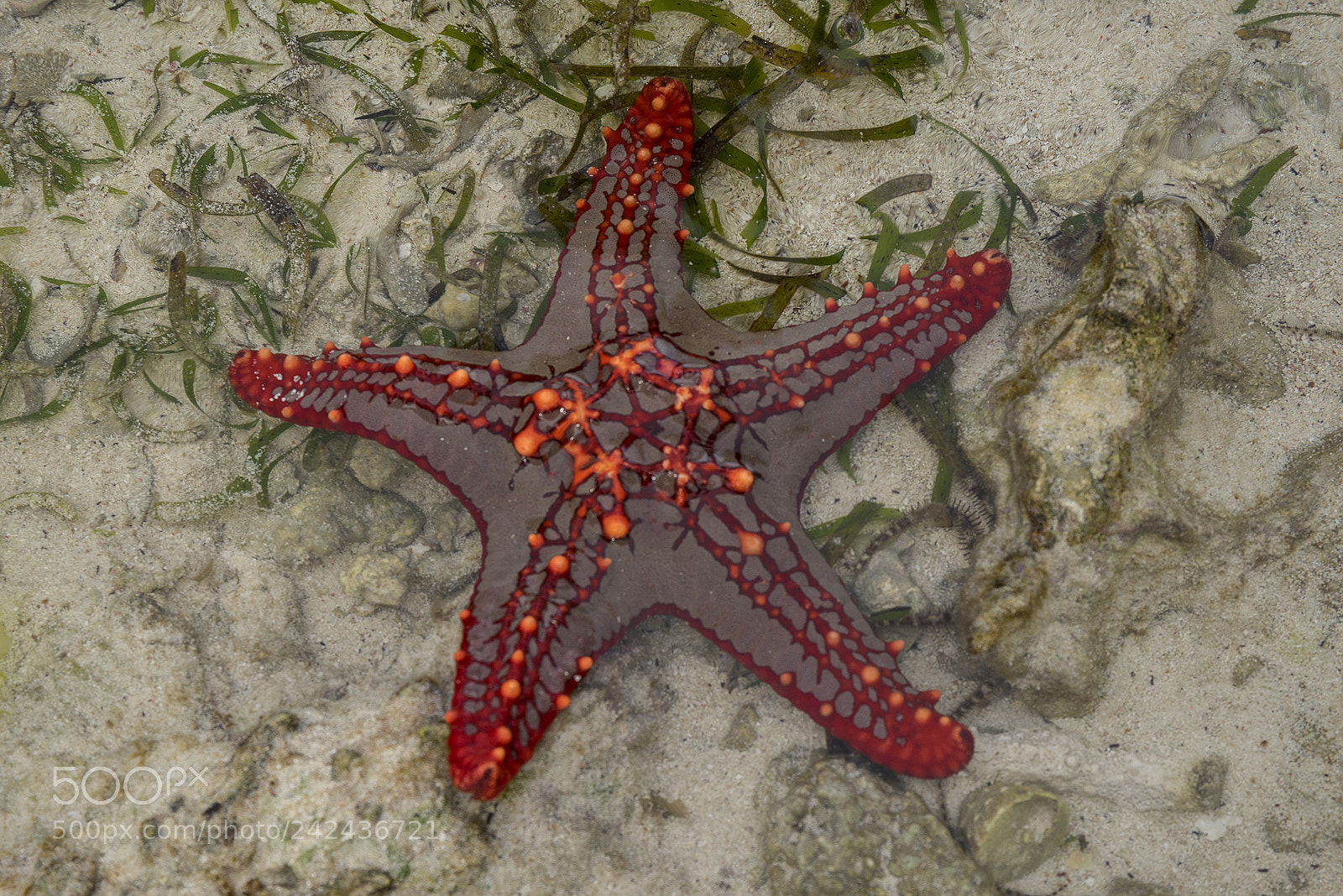 Sony a7R sample photo. Starfish photography