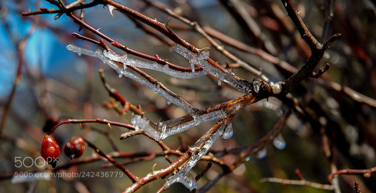 Nikon D80 sample photo. Planta gelada photography