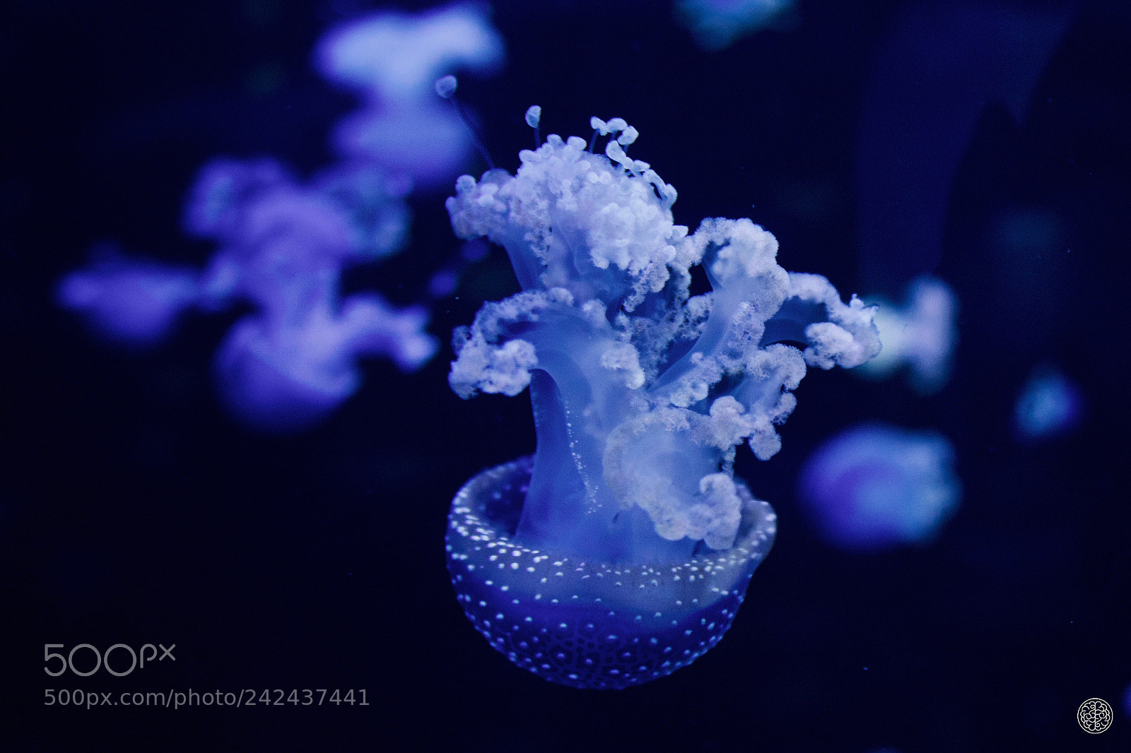 Canon EOS 1300D (EOS Rebel T6 / EOS Kiss X80) sample photo. Blue jellyfish photography