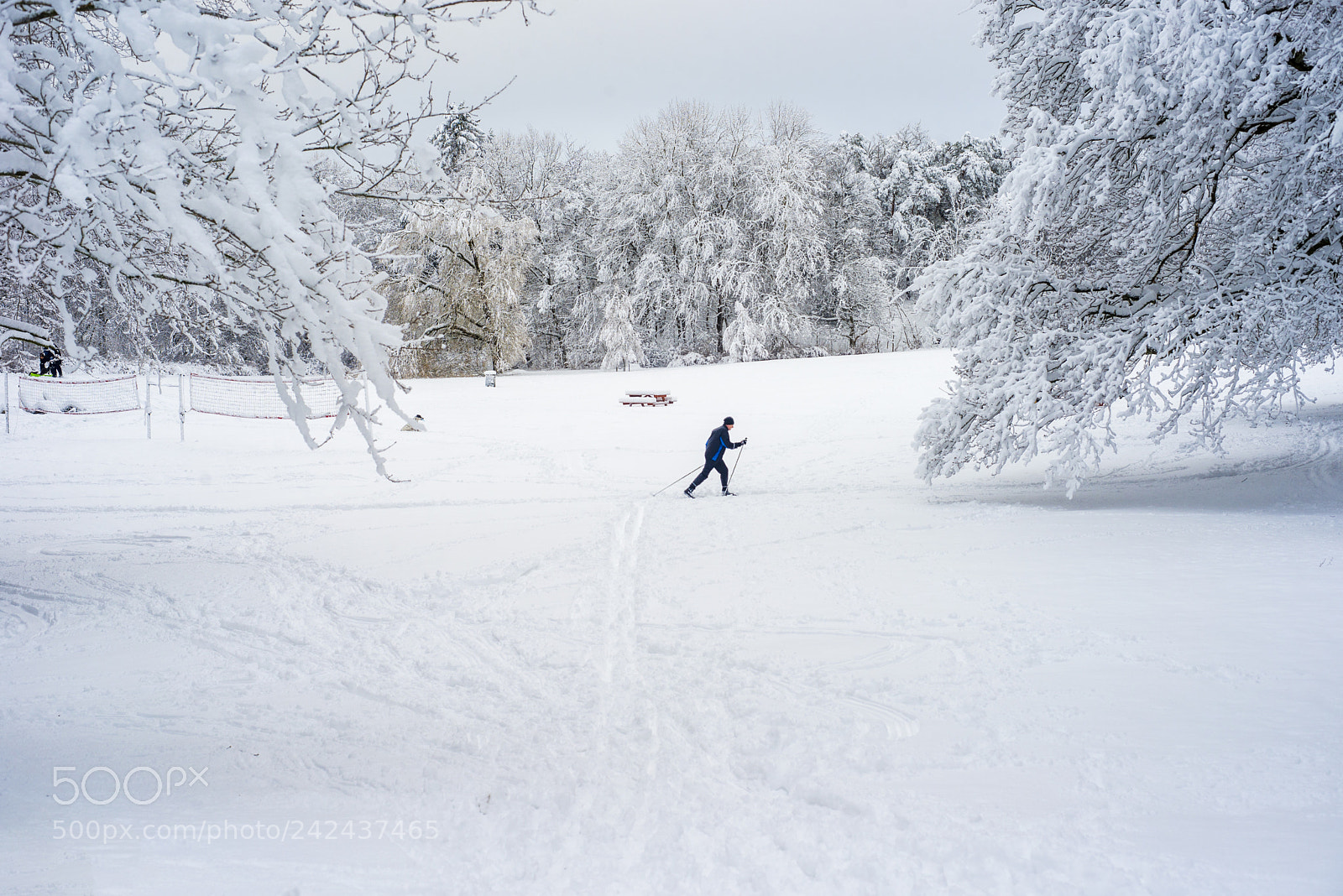 Nikon D600 sample photo. The skier photography