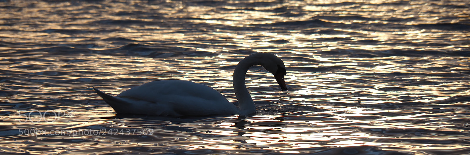 Olympus OM-D E-M5 II sample photo. Swan's breakfast photography