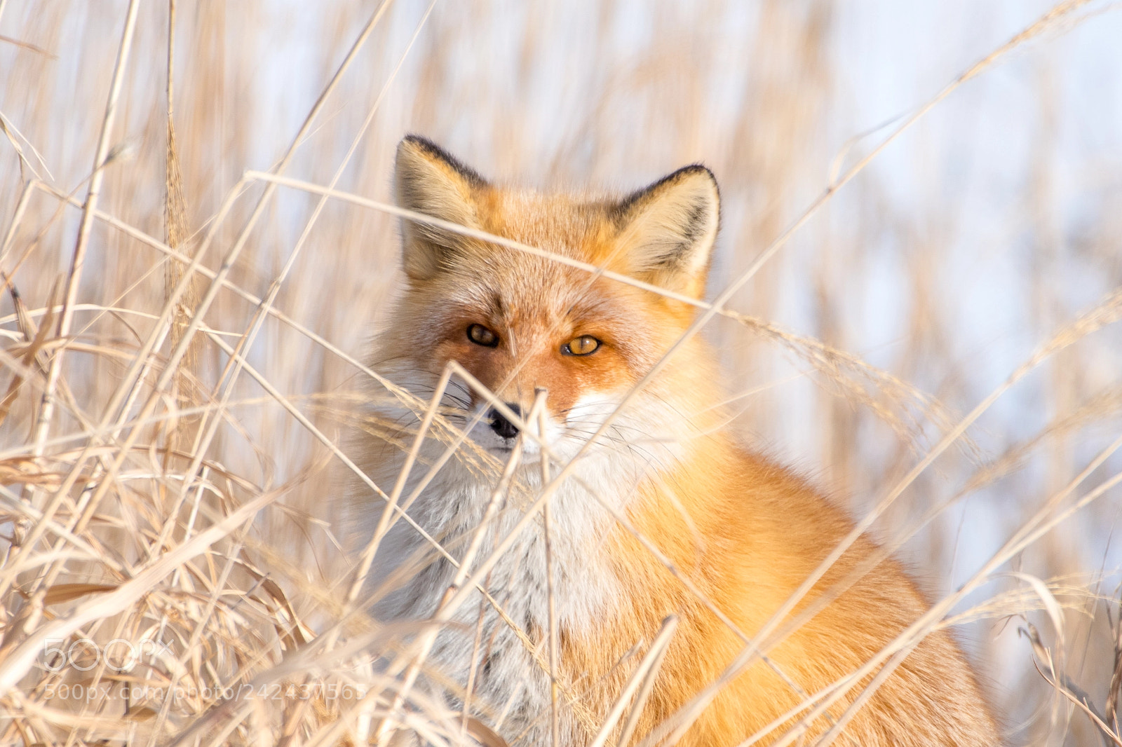Nikon D500 sample photo. Ezo red fox photography