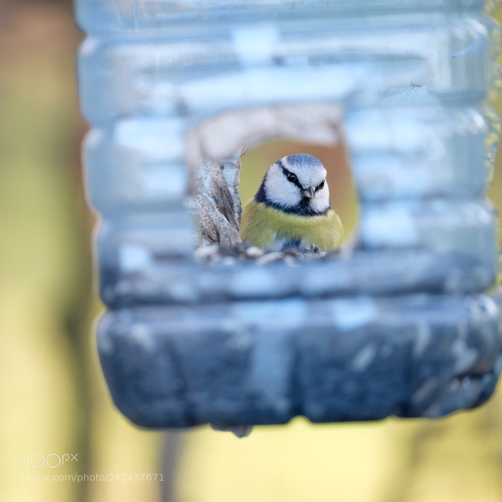 Fujifilm X-T1 sample photo. Another nice tit (009/365) photography